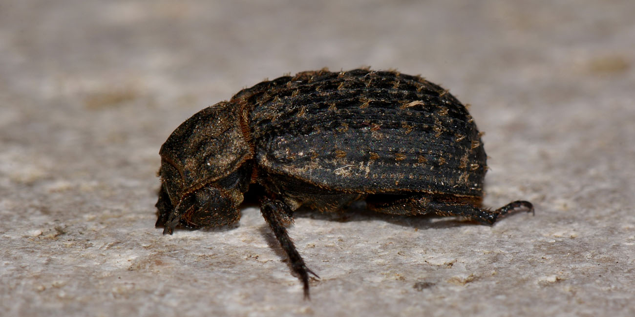 Trox niger, Trogidae